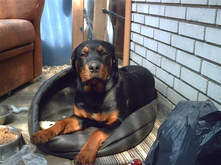 Rottweiler Bosley (Boss) - 25 uger... billede 18