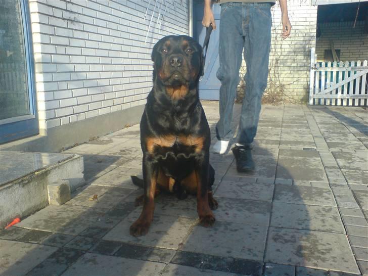 Rottweiler Bosley (Boss) - Sådan ser Prinsen ud nu. 5 feb. 08 billede 19