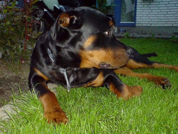 Rottweiler Bosley (Boss) - Boss 25 uger billede 20