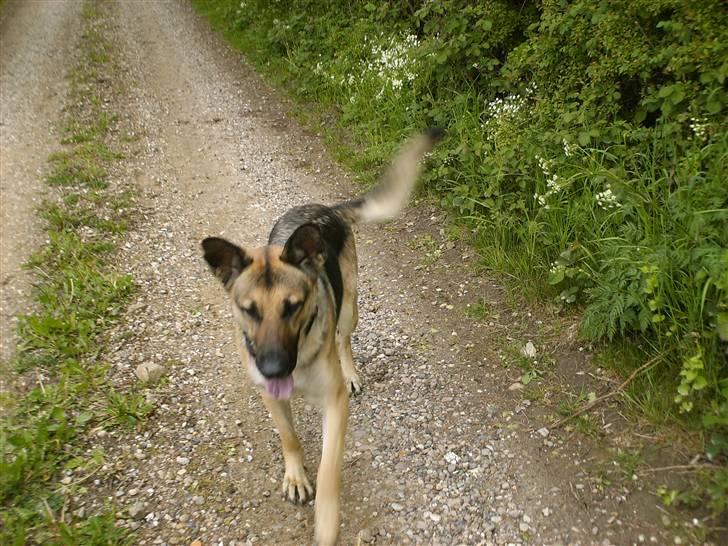 Schæferhund Maja <3 - Grusvejen {: "giv mig nu den pind Triiine!"  billede 16