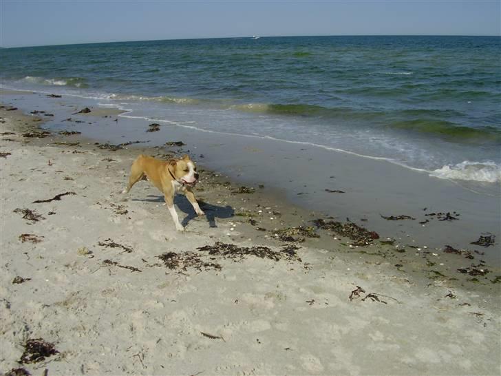 Amerikansk staffordshire terrier Zack R.I.P - lækkert på stranden i juni.. skønt vejr billede 13