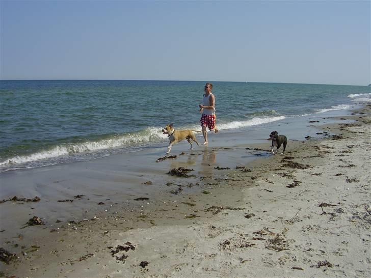 Amerikansk staffordshire terrier Zack R.I.P billede 14