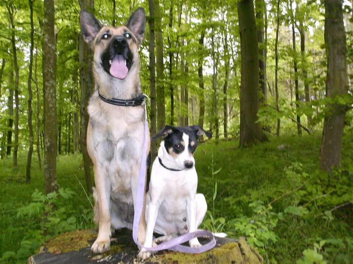 Schæferhund Maja <3 - maja og sussi i skoven. på træstub [:  billede 17