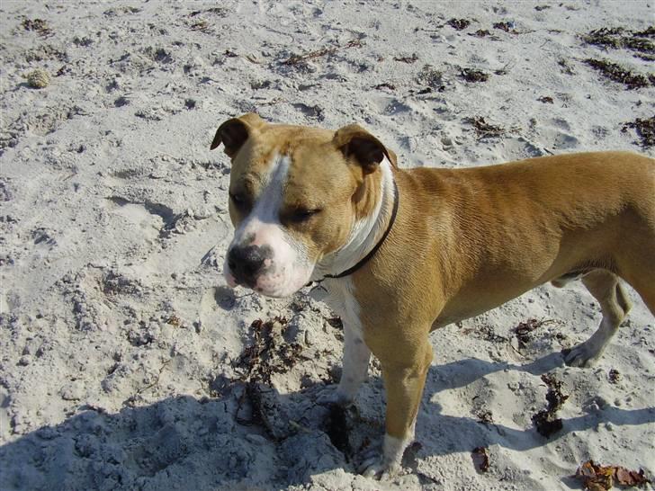 Amerikansk staffordshire terrier Zack R.I.P billede 15