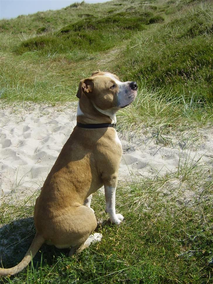 Amerikansk staffordshire terrier Zack R.I.P billede 16