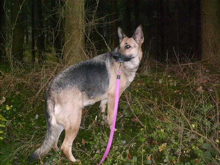 Schæferhund Maja <3 - maja i skoven (:  billede 18