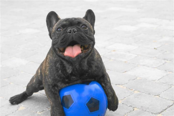 Fransk bulldog Sophus - Min bold ! billede 1