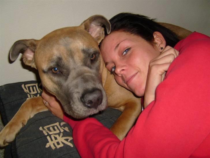 Amerikansk staffordshire terrier Ginous - Damen og vuffen billede 13