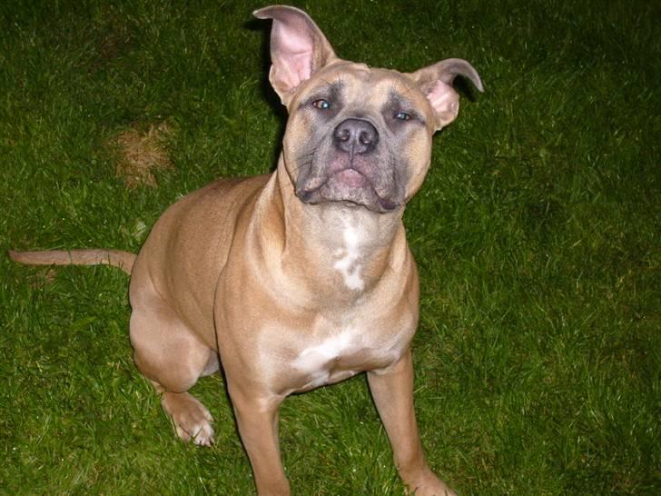 Amerikansk staffordshire terrier Ginous - Giv mig nu bolden far billede 15