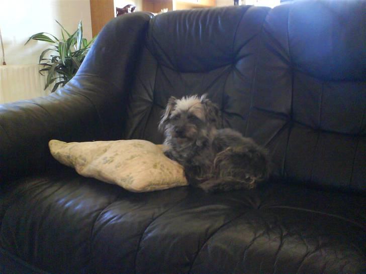 Blanding af racer Cirkeline R.I.P :'(  - Cirkeline <3 billede 7