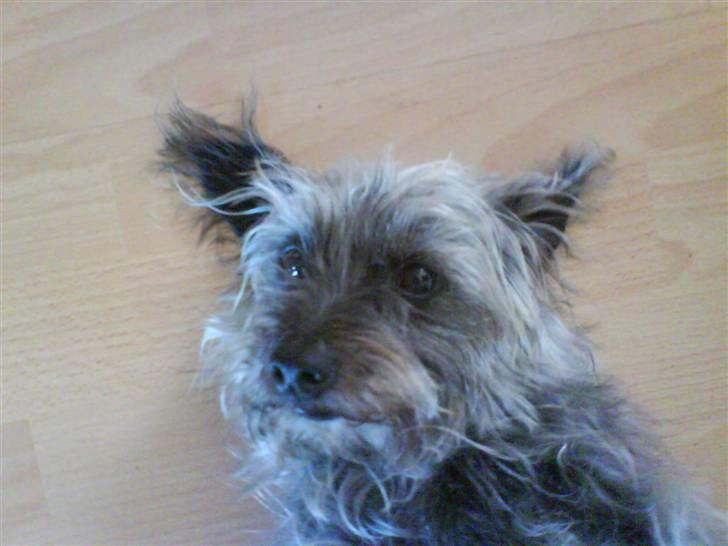 Blanding af racer Cirkeline R.I.P :'(  - Cirkeline <3 billede 8