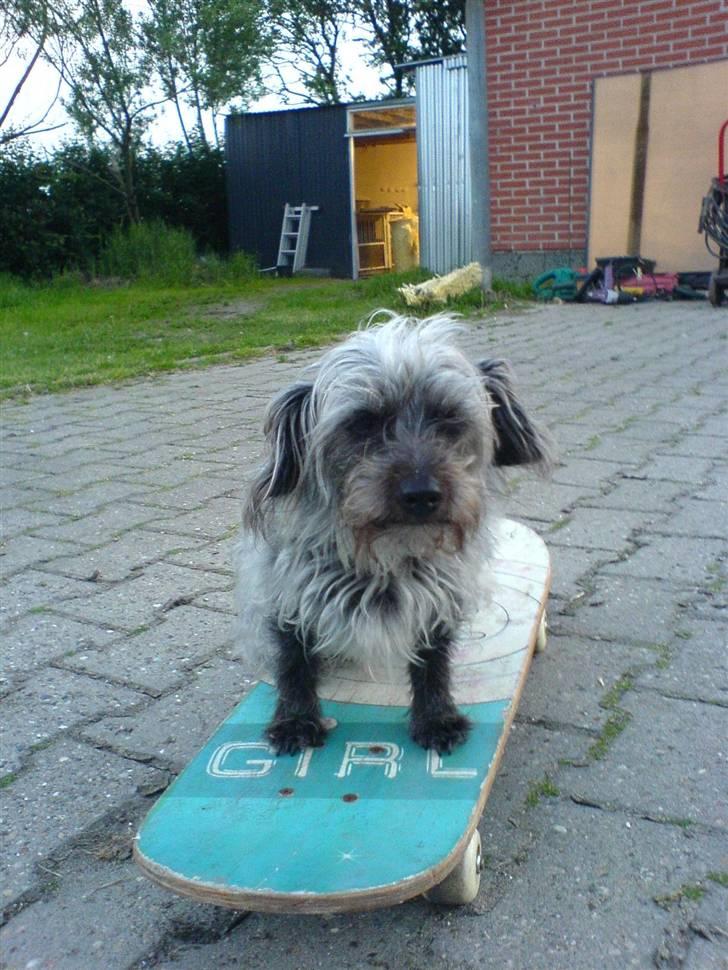 Blanding af racer Cirkeline R.I.P :'(  - Cirkeline <3 billede 9