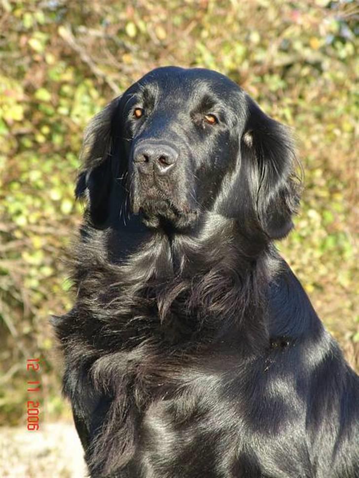 Flat coated retriever Tinke billede 14