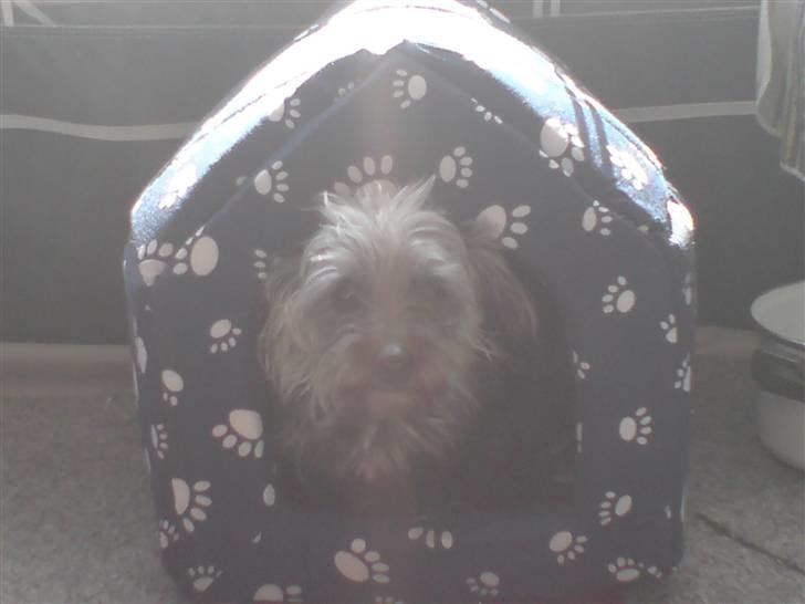 Blanding af racer Cirkeline R.I.P :'(  - Cirkeline <3 billede 11