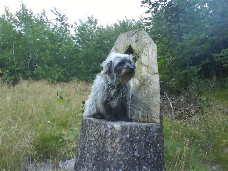 Blanding af racer Cirkeline R.I.P :'(  - Cirkeline <3 billede 12