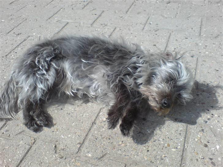 Blanding af racer Cirkeline R.I.P :'(  - Cirkeline <3 billede 13