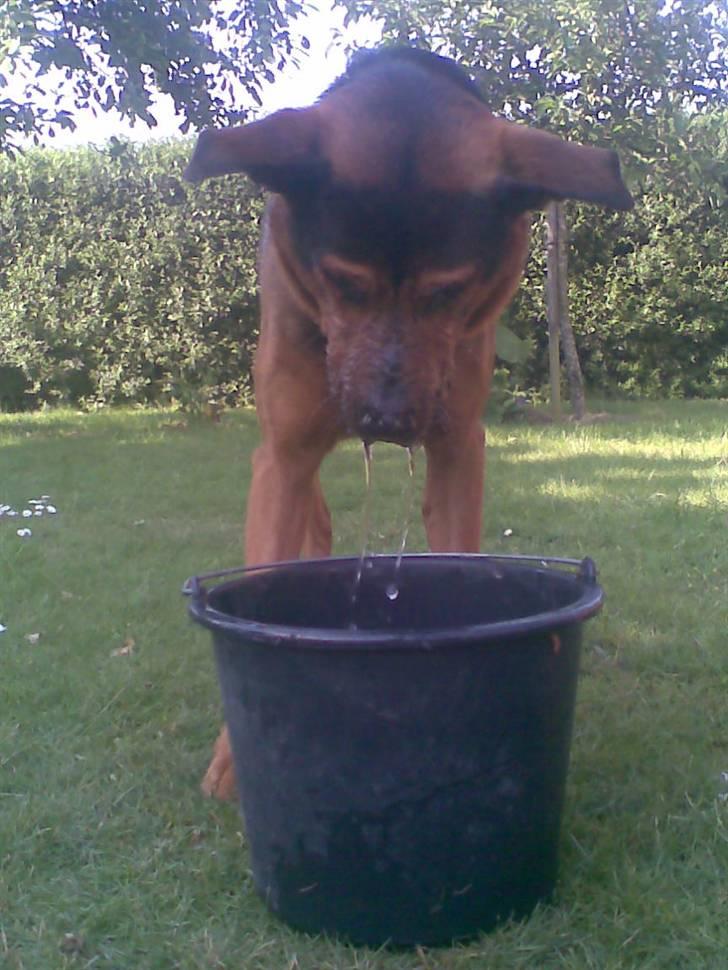 Blanding af racer (Rottweiler) Bølle - » Bølle. billede 20