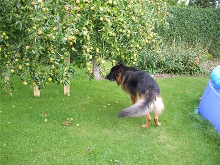 Schæferhund Bamse ¤RIP¤ billede 6