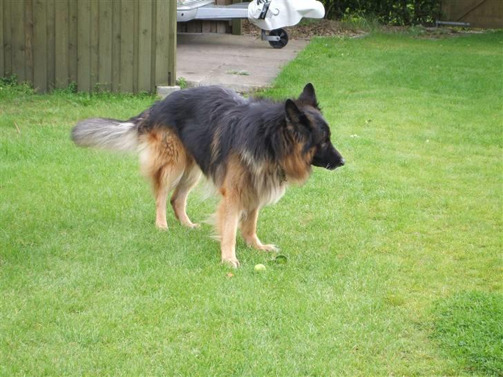 Schæferhund Bamse ¤RIP¤ billede 7