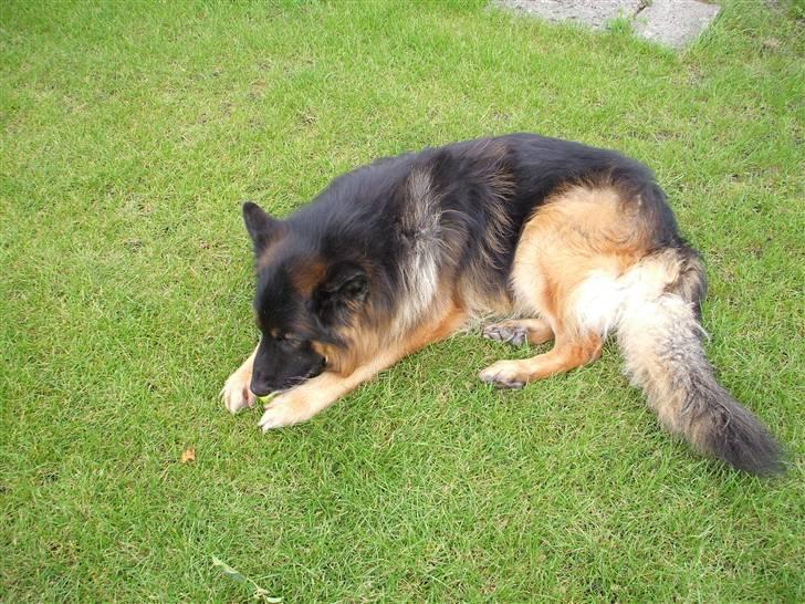 Schæferhund Bamse ¤RIP¤ billede 8