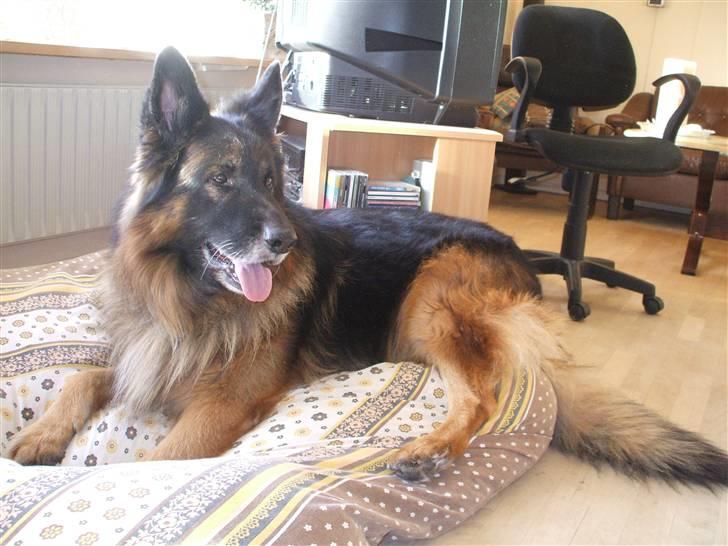 Schæferhund Bamse ¤RIP¤ billede 9