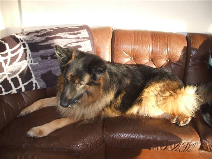 Schæferhund Bamse ¤RIP¤ billede 10