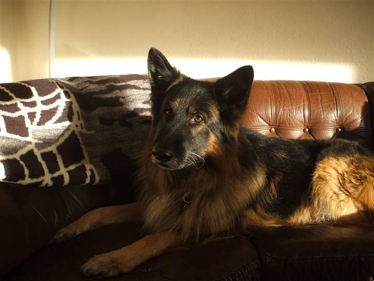 Schæferhund Bamse ¤RIP¤ billede 11