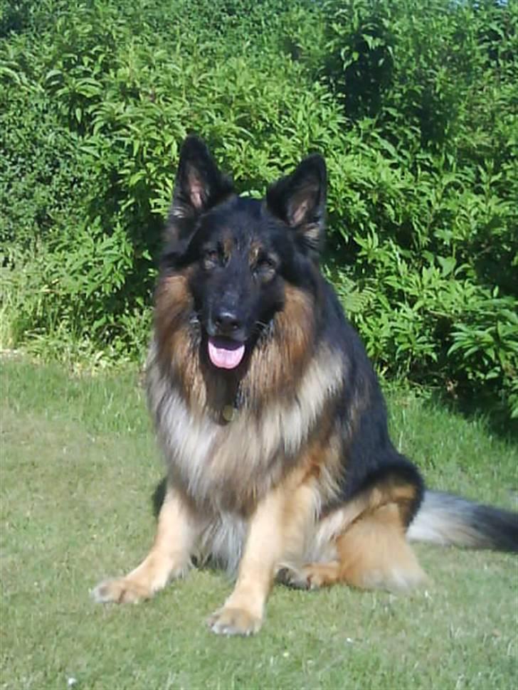 Schæferhund Bamse ¤RIP¤ billede 12