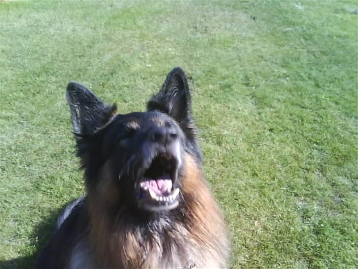 Schæferhund Bamse ¤RIP¤ billede 13