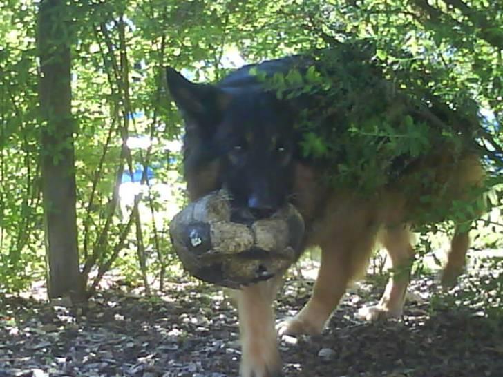 Schæferhund Bamse ¤RIP¤ billede 14