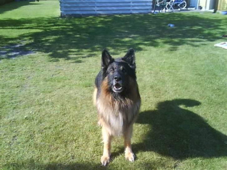 Schæferhund Bamse ¤RIP¤ billede 15