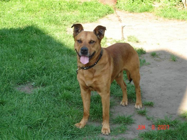 Blanding af racer rommel billede 13