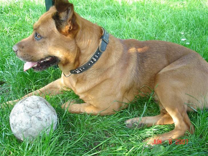 Blanding af racer rommel billede 14