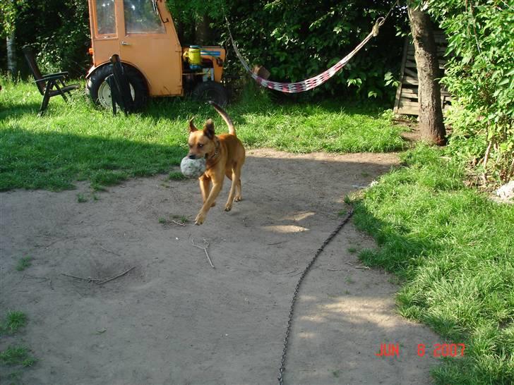 Blanding af racer rommel - hm hm hm  billede 16