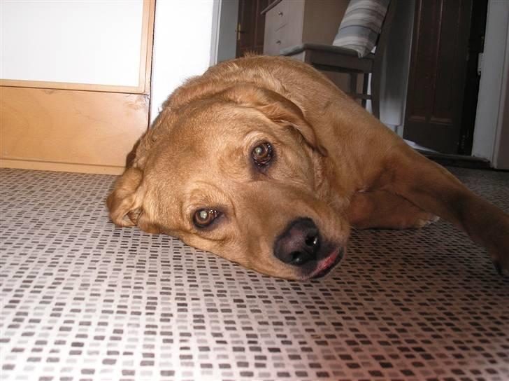 Blanding af racer joppe <33 billede 1