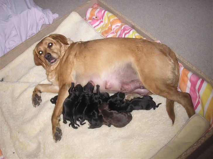 Blanding af racer joppe <33 billede 2