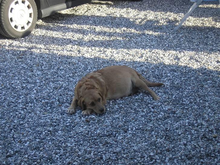 Blanding af racer joppe <33 billede 3