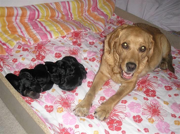 Blanding af racer joppe <33 billede 4