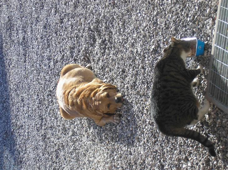 Blanding af racer joppe <33 billede 5