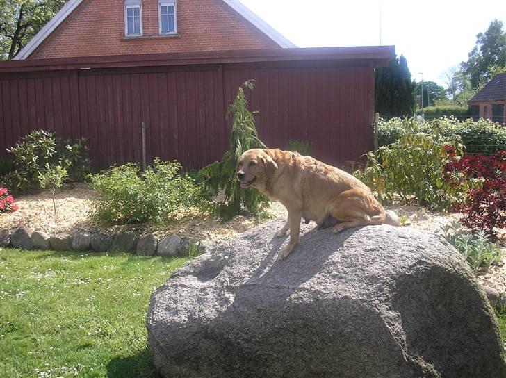 Blanding af racer joppe <33 billede 6