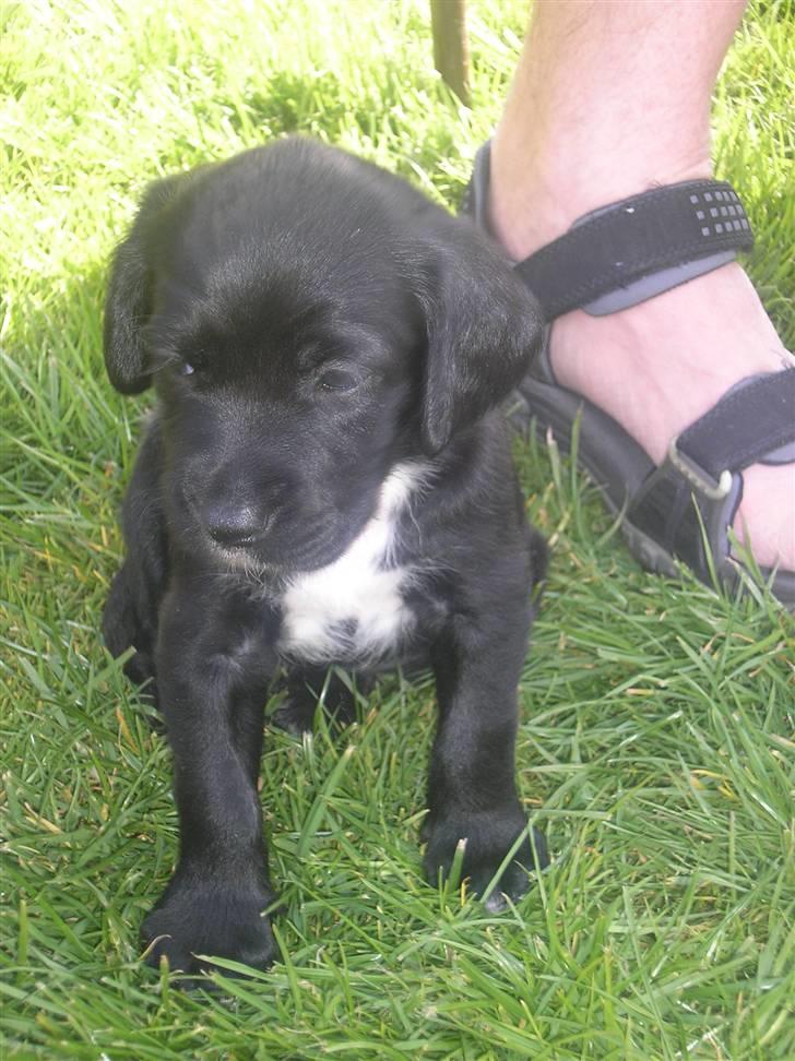 Blanding af racer joppe <33 billede 7