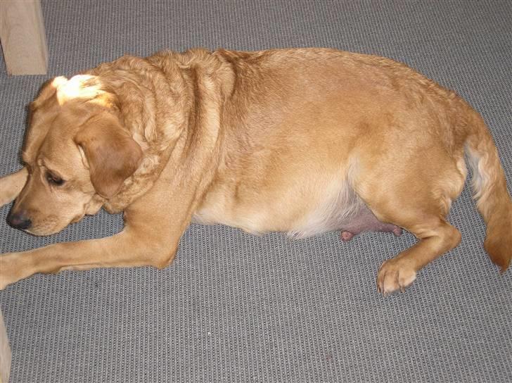 Blanding af racer joppe <33 billede 8