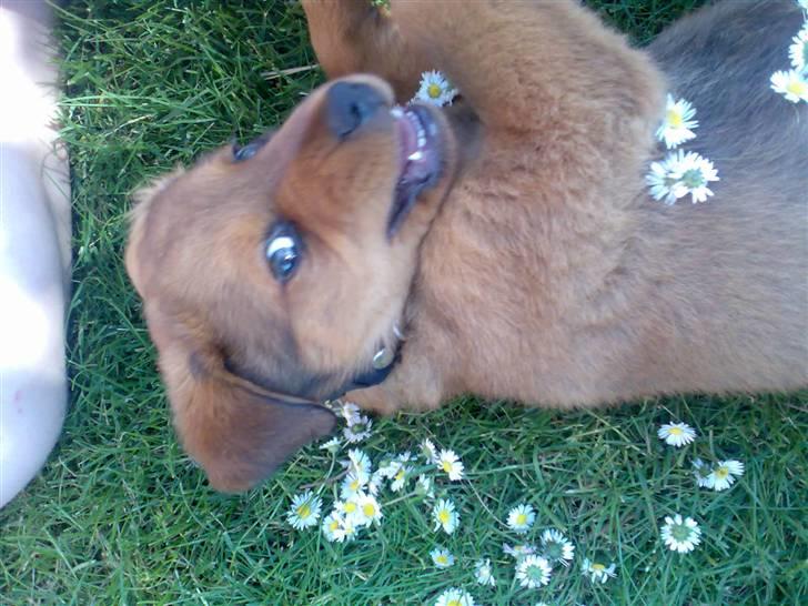 Blanding af racer Clea R.I.P billede 15