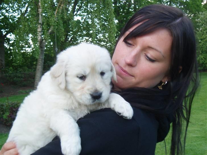 Golden retriever Kena - Mig da jeg er 5-6 uger og min mor er oppe og vælge mig :) billede 2