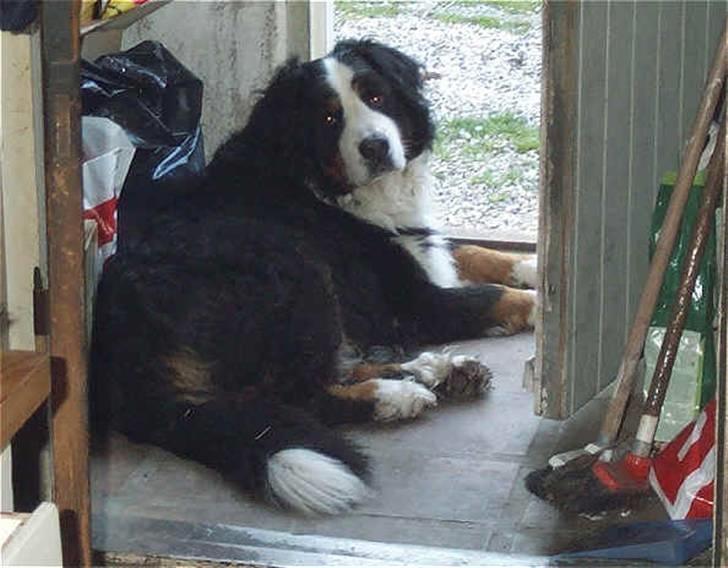 Berner sennenhund Setto - Typisk for bernere, holder de sig til kølige steder  billede 1