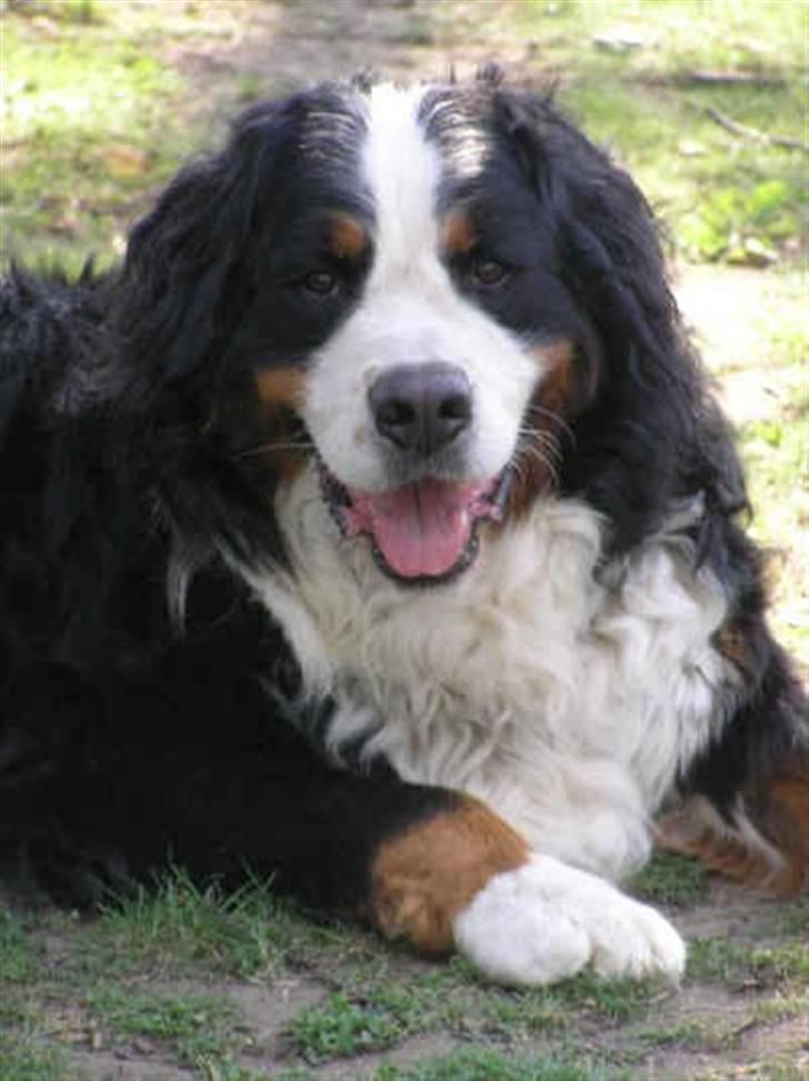 Berner sennenhund Setto billede 2