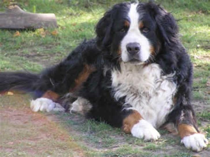 Berner sennenhund Setto billede 3