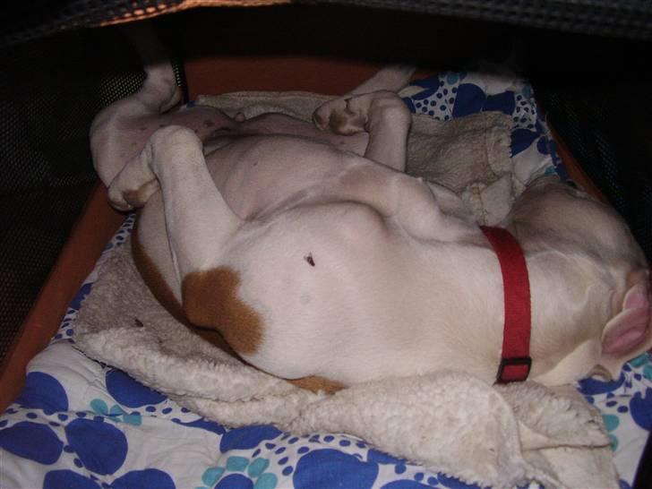 Amerikansk bulldog JAB´s Abby himmel hund  - tager mig en lur i mit nye tælt ZZzzzzZ billede 20