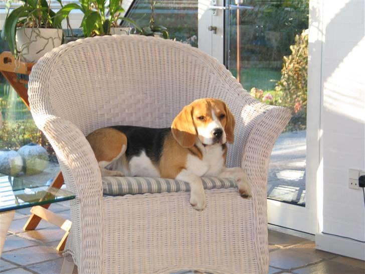 Beagle Molly billede 16