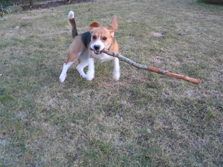 Beagle Molly billede 17